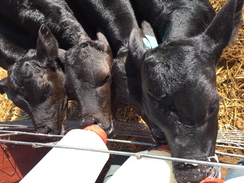 Calf Bottle Feeding Experience